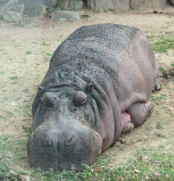 園内の陸の上で寝そべっているカバの様子