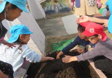 屋外で園児がジャガイモの植え付けをしている様子