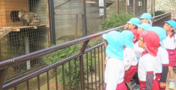 動物園内で園児たちが動物を見ている様子