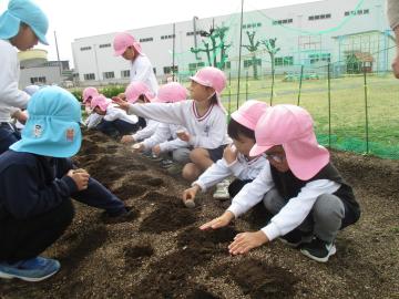 畑の土の穴があいているところに種イモを入れる子どもたち