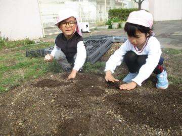 持っている種芋を畑の穴に入れようとしている子供