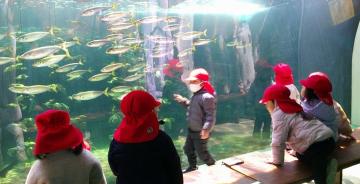 水族館内で3歳児たちが魚の群れを見ている様子