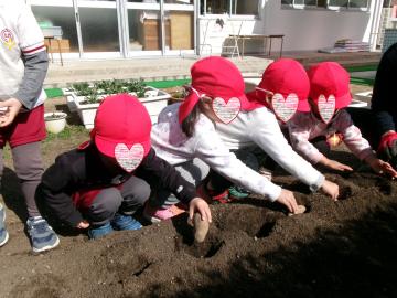 3歳児がじゃがいもを植えているところ