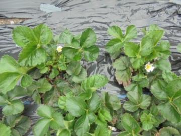 畑で、イチゴの苗に花が咲いた様子