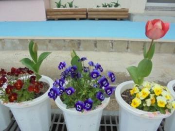 チューリップとパンジーの花が咲いている様子