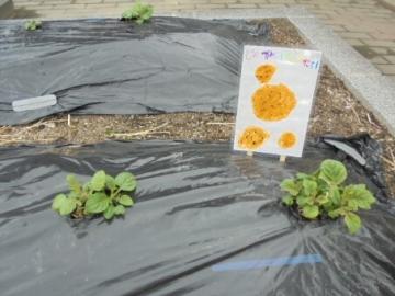 畑で、ジャガイモが芽を出している様子