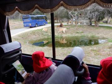 バスの窓から、サファリ内の池の周りを歩いているライオンを見ている幼児