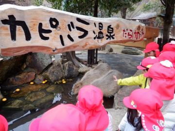 ウォーキングサファリのカピバラ温泉につかっているカピバラを、友達と一緒に並んで見ている幼児