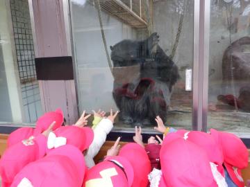 展示室の中にいるチンパンジーとガラス越しにジャンケンをして、喜んでいる幼児