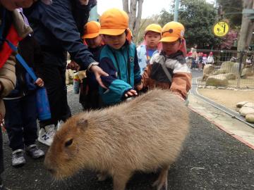 ふれあいコーナーでカピバラの背中を恐る恐る触っている幼児