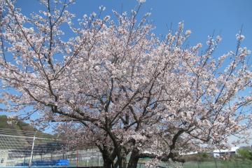東門近くの桜の写真