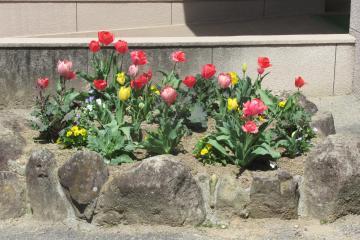 体育館前のチューリップの写真