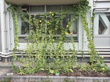 花壇でヘチマが育っている様子