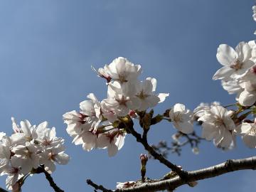 満開に咲いている桜の様子です。