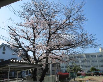 園庭の桜の木