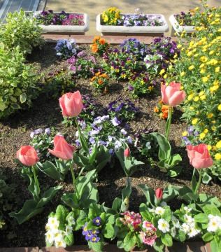 園庭の花壇に咲くビオラとチューリップ（職員室前）