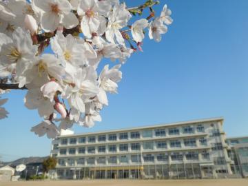 青空の下の校舎と桜の花