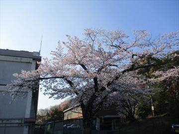 校地内の桜の木が満開の様子