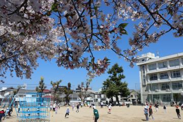 桜の下で子どもたちが遊んでいる写真