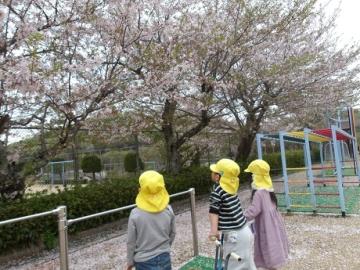 園児が園庭で桜を見上げる姿