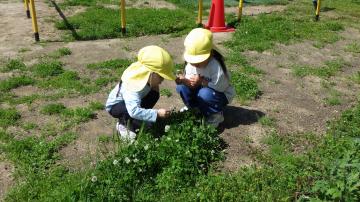 4歳児がシロツメクサやタンポポなどの花摘みをしている様子
