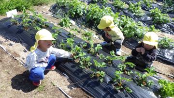 4歳児がイチゴを観察している様子