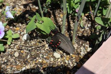 蝶がやってきた写真