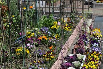 花壇に花が咲いている写真
