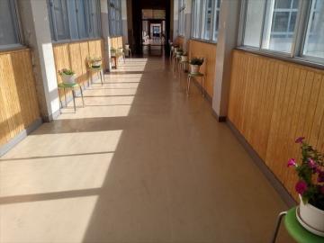 渡り廊下のお花