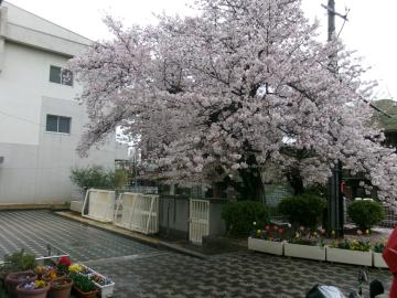 学校の建物の前に満開の桜の木が立ち門と植木鉢が並ぶ中庭の風景