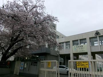 満開の桜の木が正門前に立つ白い校舎とフェンスのある学校の入口の風景