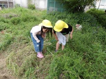 幼児が草の中を覗いて虫を探す様子