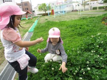 園庭でシロツメクサを見付けている園児たちの様子