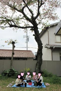 園庭の桜の木の下で花見をしている園児たちの様子