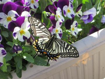 白地に黒の縞模様のアゲハチョウが紫と白のビオラが咲くプランターの花に止まっている様子