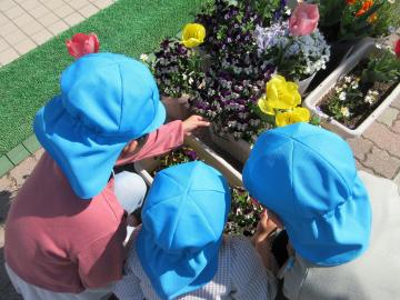 青い帽子をかぶった幼児三人が植え込みの花を見たり触れたりしている様子