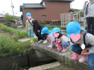 土手で生き物を見ている園児たちの様子