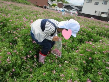 花畑の中で白い帽子をかぶり長靴を履いた園児がかがんでれんげの花を摘んでビニール袋に入れている