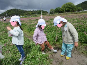 白い帽子をかぶった園児たちが畑の草むらで遊んでいる様子