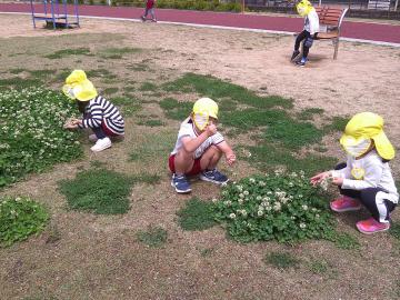 4歳児が公園内で四葉のクローバーを探している様子