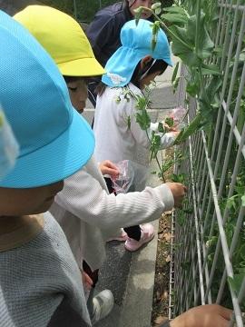 屋外でスナップエンドウの収穫をする園児たちの様子