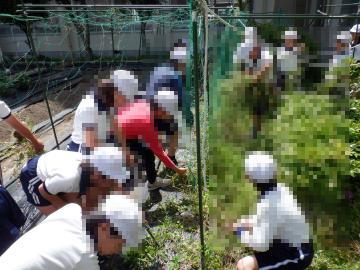 白い帽子と制服を着た子どもたちがフェンス沿いで草を抜いたり植物を観察したりしている屋外の様子