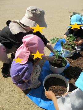 植木鉢に入れた土に野菜の苗（トマト）を教師と一緒に植える幼児