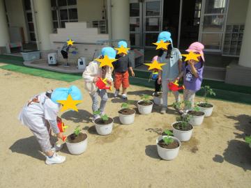 植えたお野菜にじょうろで水をあげる幼児