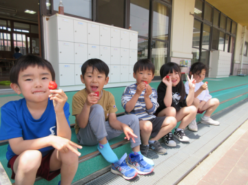 園内で園児たちがいちごを収穫して食べているところ