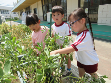 園内で園児たちがマメを収穫しているところ