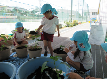 園内で園児たちが夏野菜を植えているところ
