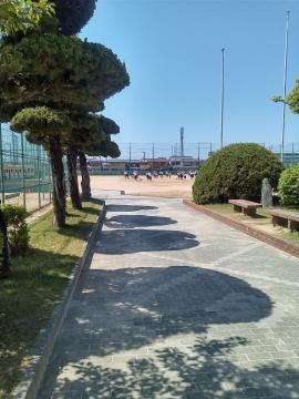 日差しの下で剪定された並木が影を落とす歩道の先に広場とベンチと運動場が見える青空の屋外風景