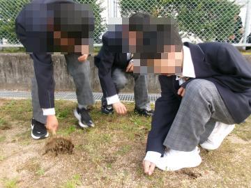 校庭のフェンス際の芝生の上で制服を着た複数の生徒がかがんで雑草を抜いています。