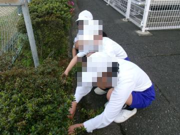 生徒たちが植木付近に生えている雑草を抜いています。